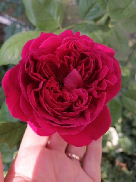 Alain Souchun - Trandafirii mei Alain Souchun Pink Lady Ruffles Queen of Sweeden și alții