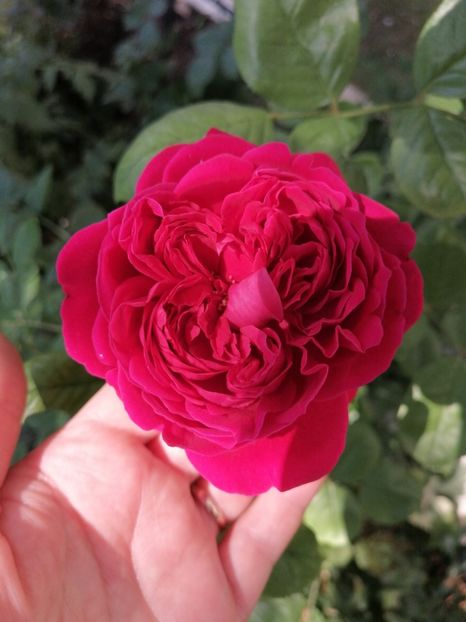Alain Souchun - Trandafirii mei Alain Souchun Pink Lady Ruffles Queen of Sweeden și alții