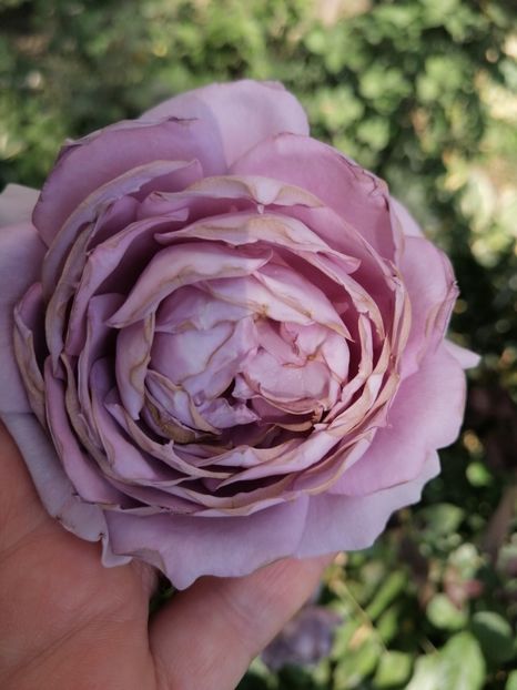 Novalis - Trandafirii mei Alain Souchun Pink Lady Ruffles Queen of Sweeden și alții