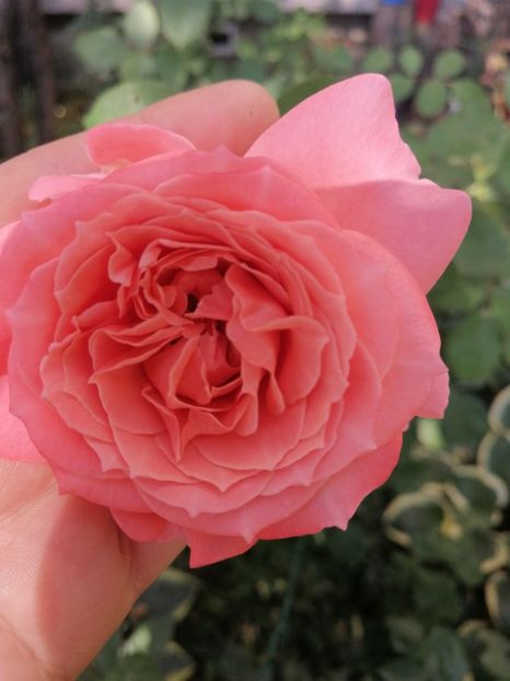 Laurent Cabrol - Trandafirii mei Alain Souchun Pink Lady Ruffles Queen of Sweeden și alții