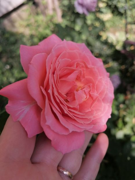 Laurent Cabrol - Trandafirii mei Alain Souchun Pink Lady Ruffles Queen of Sweeden și alții