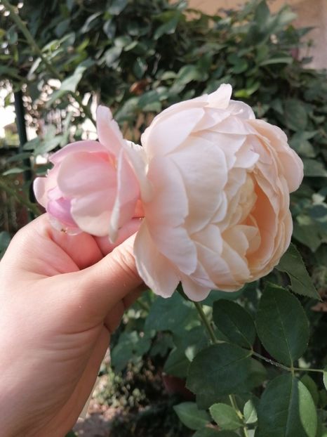 St Swithun - Trandafirii mei Alain Souchun Pink Lady Ruffles Queen of Sweeden și alții