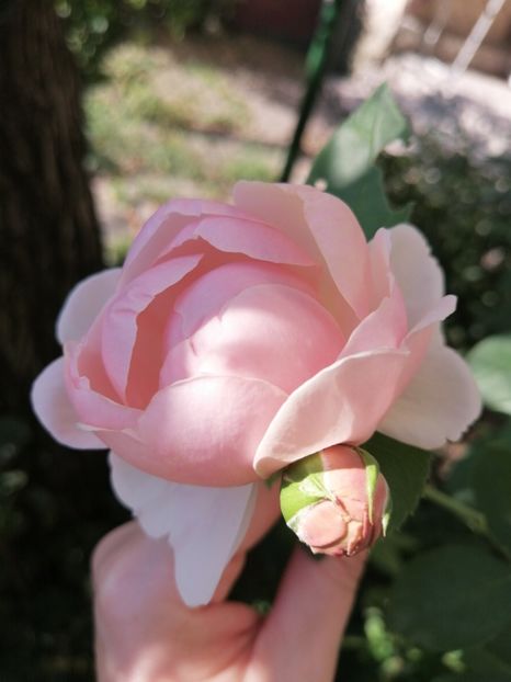 St Swithun - Trandafirii mei Alain Souchun Pink Lady Ruffles Queen of Sweeden și alții