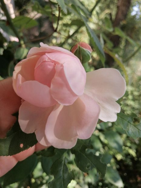 St Swithun - Trandafirii mei Alain Souchun Pink Lady Ruffles Queen of Sweeden și alții