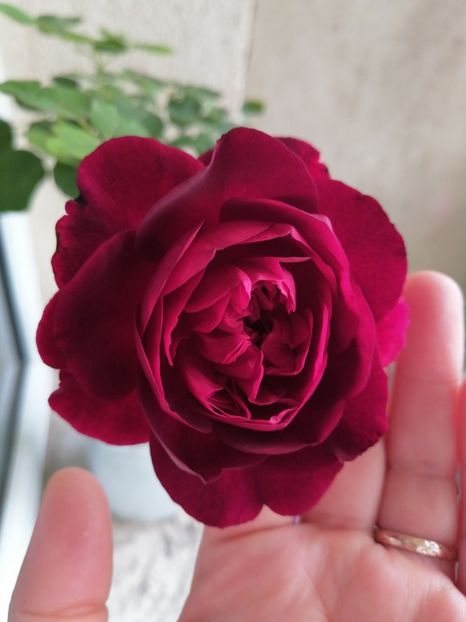 Munstead Wood - Trandafirii mei Alain Souchun Pink Lady Ruffles Queen of Sweeden și alții