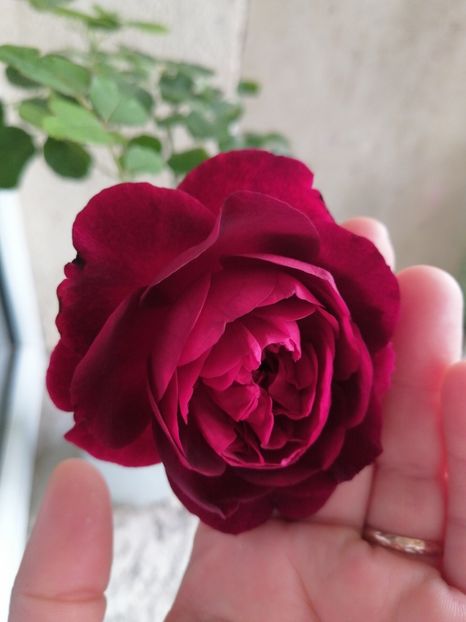 Munstead Wood - Trandafirii mei Alain Souchun Pink Lady Ruffles Queen of Sweeden și alții