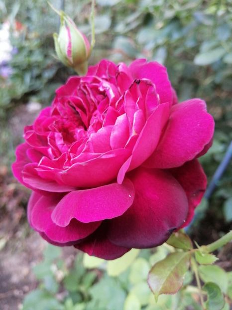 Munstead Wood - Trandafirii mei Alain Souchun Pink Lady Ruffles Queen of Sweeden și alții