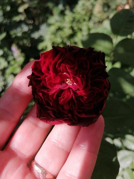 Spironella D - Trandafirii mei Alain Souchun Pink Lady Ruffles Queen of Sweeden și alții