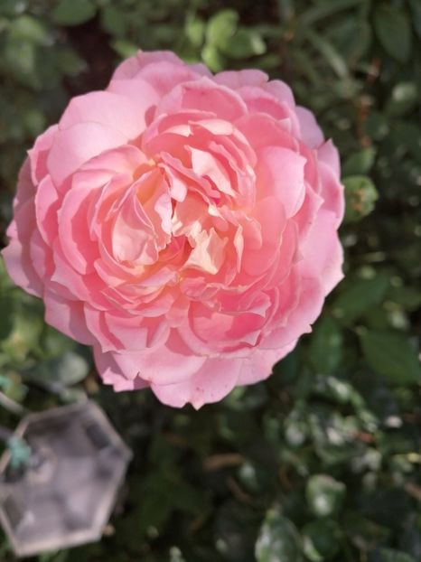 Abraham Darby - Trandafirii mei Alain Souchun Pink Lady Ruffles Queen of Sweeden și alții