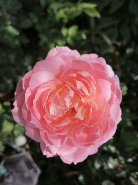 Abraham Darby - Trandafirii mei Alain Souchun Pink Lady Ruffles Queen of Sweeden și alții