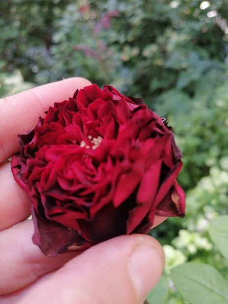 Spironella - Trandafirii mei Alain Souchun Pink Lady Ruffles Queen of Sweeden și alții