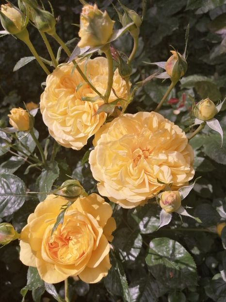  - Trandafirii mei Alain Souchun Pink Lady Ruffles Queen of Sweeden și alții