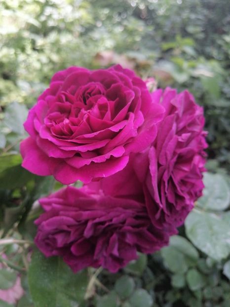  - Trandafirii mei Alain Souchun Pink Lady Ruffles Queen of Sweeden și alții