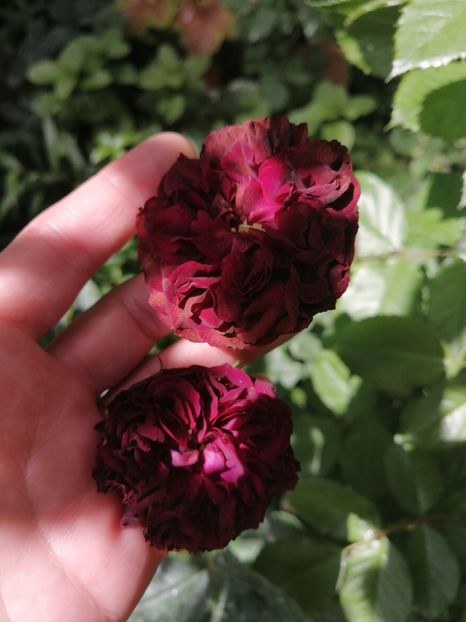 Spironella D - Trandafirii mei Alain Souchun Pink Lady Ruffles Queen of Sweeden și alții