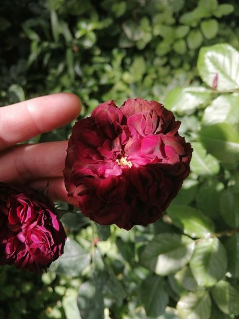  - Trandafirii mei Alain Souchun Pink Lady Ruffles Queen of Sweeden și alții