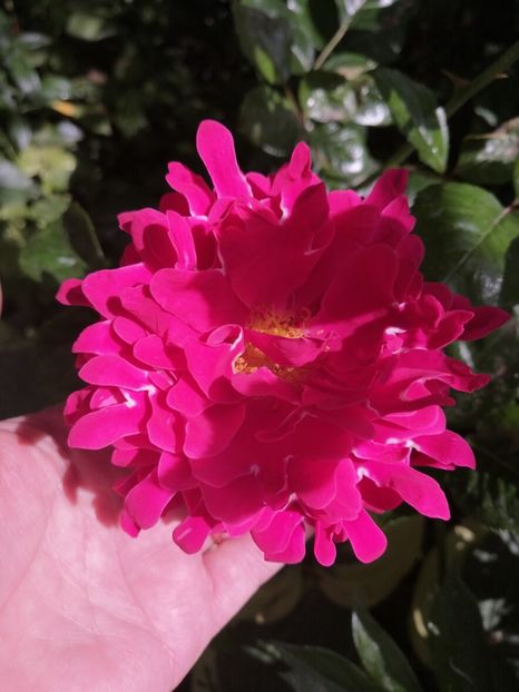  - Trandafirii mei Alain Souchun Pink Lady Ruffles Queen of Sweeden și alții