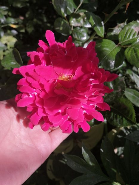  - Trandafirii mei Alain Souchun Pink Lady Ruffles Queen of Sweeden și alții