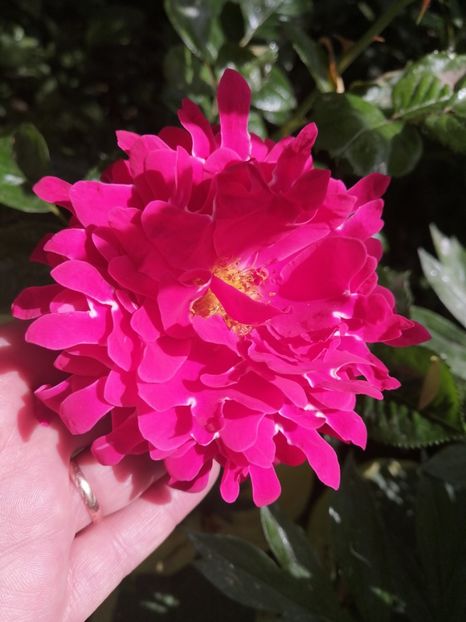  - Trandafirii mei Alain Souchun Pink Lady Ruffles Queen of Sweeden și alții