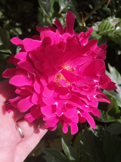  - Trandafirii mei Alain Souchun Pink Lady Ruffles Queen of Sweeden și alții