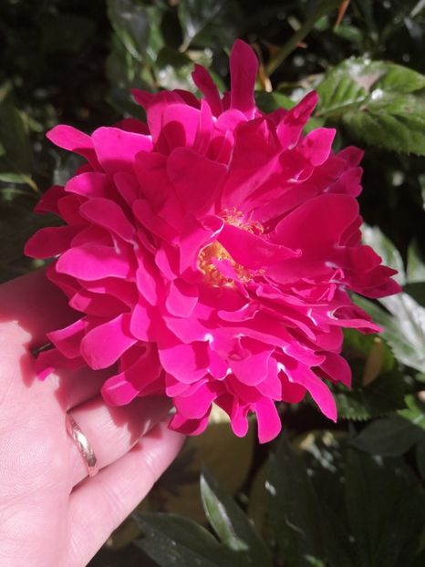  - Trandafirii mei Alain Souchun Pink Lady Ruffles Queen of Sweeden și alții