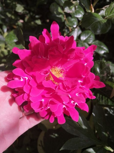  - Trandafirii mei Alain Souchun Pink Lady Ruffles Queen of Sweeden și alții