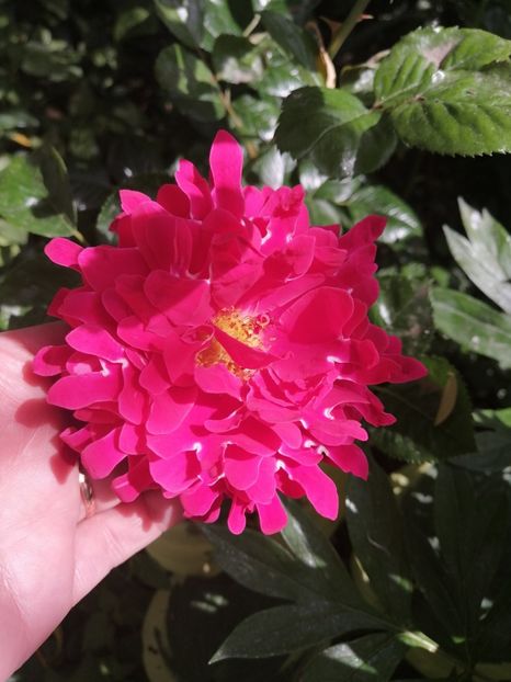  - Trandafirii mei Alain Souchun Pink Lady Ruffles Queen of Sweeden și alții