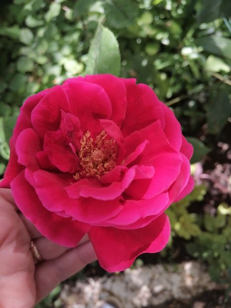  - Trandafirii mei Alain Souchun Pink Lady Ruffles Queen of Sweeden și alții