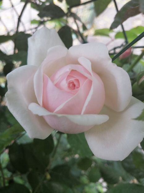  - Trandafirii mei Alain Souchun Pink Lady Ruffles Queen of Sweeden și alții
