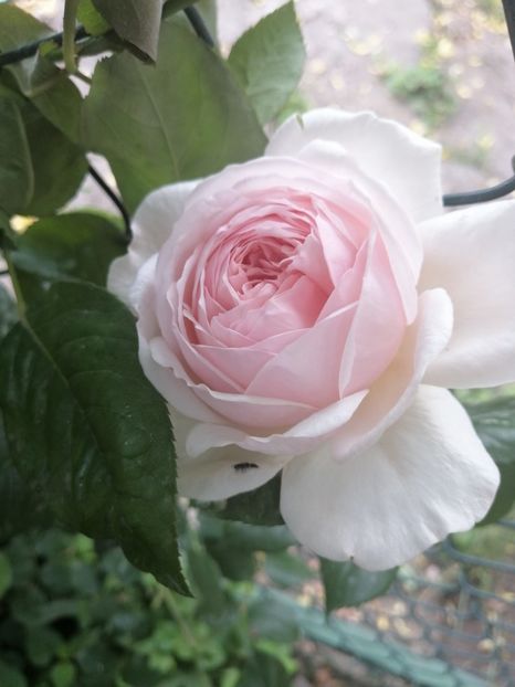  - Trandafirii mei Alain Souchun Pink Lady Ruffles Queen of Sweeden și alții