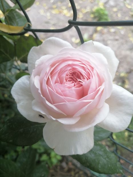 Queen of Sweeden - Trandafirii mei Alain Souchun Pink Lady Ruffles Queen of Sweeden și alții