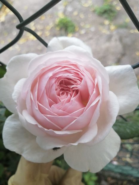  - Trandafirii mei Alain Souchun Pink Lady Ruffles Queen of Sweeden și alții
