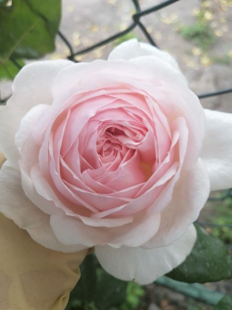  - Trandafirii mei Alain Souchun Pink Lady Ruffles Queen of Sweeden și alții