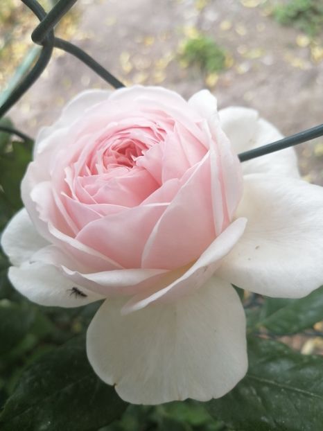Queen of Sweeden - Trandafirii mei Alain Souchun Pink Lady Ruffles Queen of Sweeden și alții