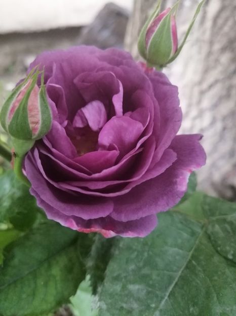  - Trandafirii mei Alain Souchun Pink Lady Ruffles Queen of Sweeden și alții