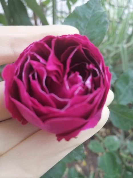  - Trandafirii mei Alain Souchun Pink Lady Ruffles Queen of Sweeden și alții