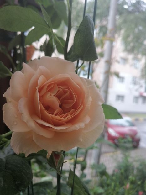  - Trandafirii mei Alain Souchun Pink Lady Ruffles Queen of Sweeden și alții