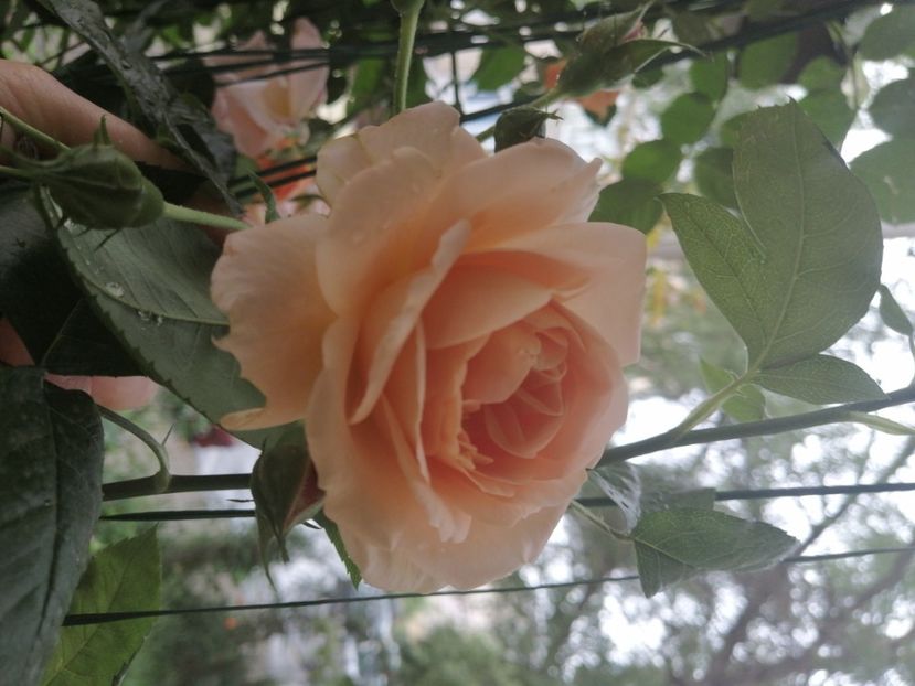  - Trandafirii mei Alain Souchun Pink Lady Ruffles Queen of Sweeden și alții