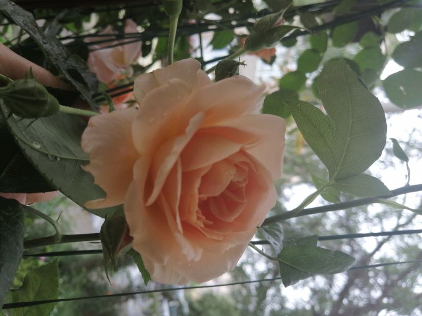  - Trandafirii mei Alain Souchun Pink Lady Ruffles Queen of Sweeden și alții