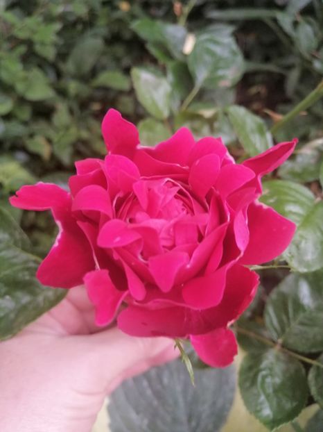  - Trandafirii mei Alain Souchun Pink Lady Ruffles Queen of Sweeden și alții