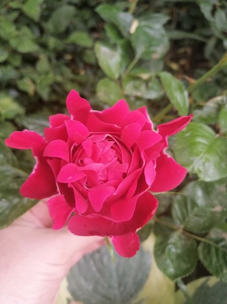  - Trandafirii mei Alain Souchun Pink Lady Ruffles Queen of Sweeden și alții