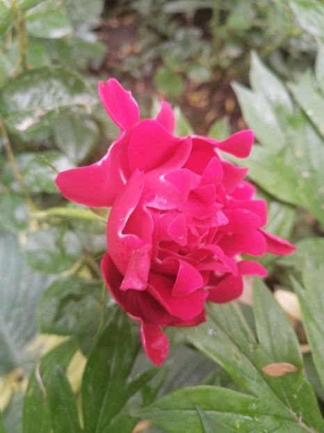  - Trandafirii mei Alain Souchun Pink Lady Ruffles Queen of Sweeden și alții