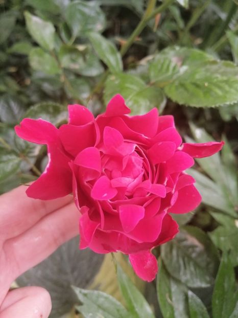  - Trandafirii mei Alain Souchun Pink Lady Ruffles Queen of Sweeden și alții
