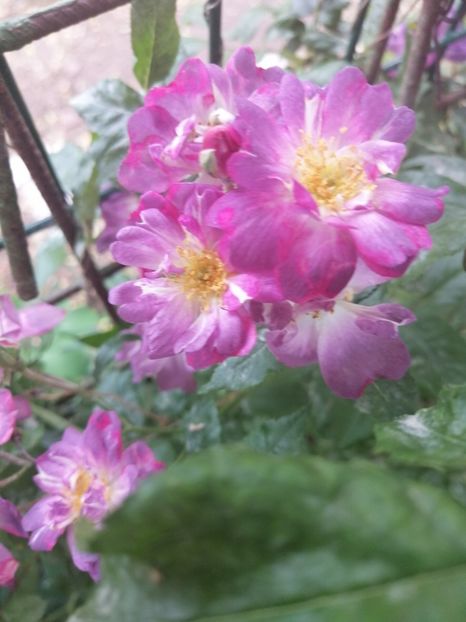  - Trandafirii mei Alain Souchun Pink Lady Ruffles Queen of Sweeden și alții