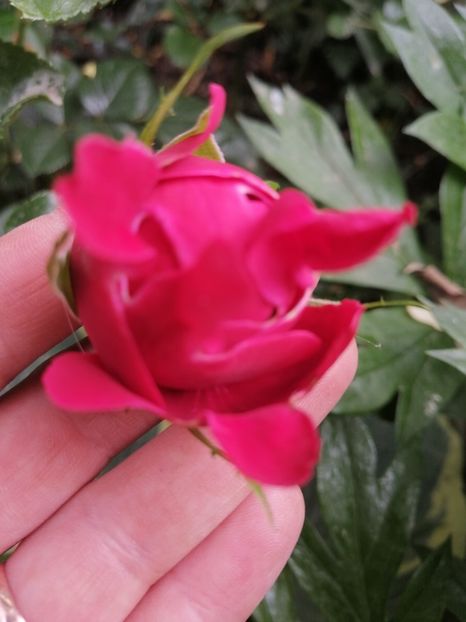  - Trandafirii mei Alain Souchun Pink Lady Ruffles Queen of Sweeden și alții