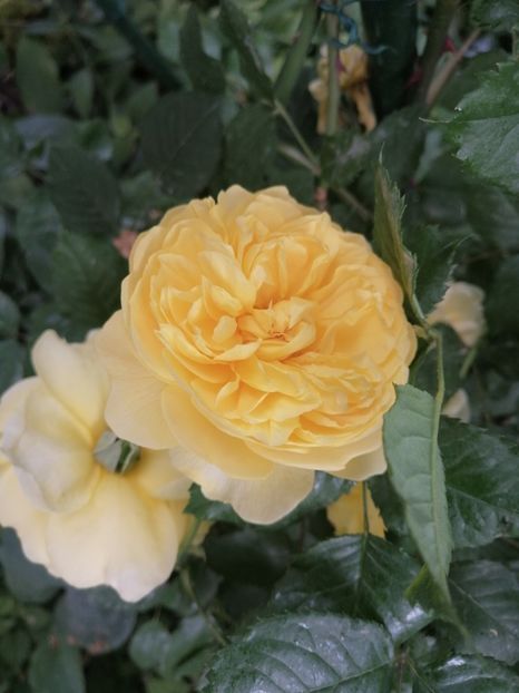  - Trandafirii mei Alain Souchun Pink Lady Ruffles Queen of Sweeden și alții