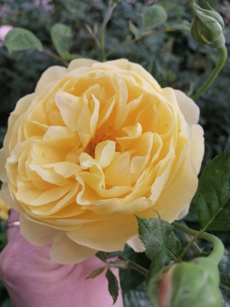  - Trandafirii mei Alain Souchun Pink Lady Ruffles Queen of Sweeden și alții