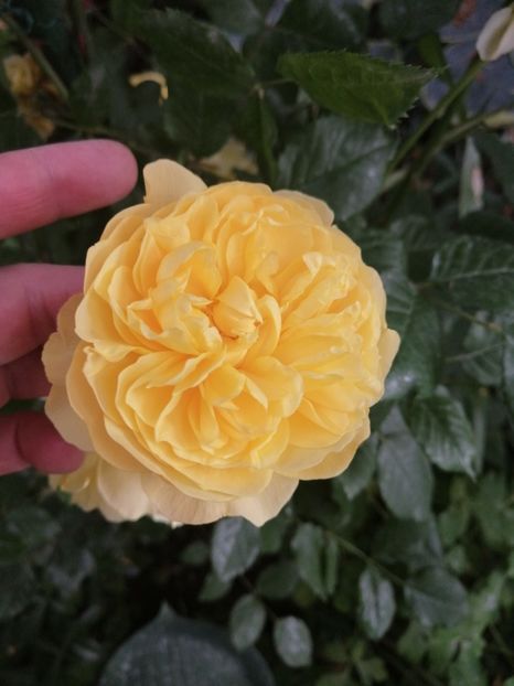  - Trandafirii mei Alain Souchun Pink Lady Ruffles Queen of Sweeden și alții