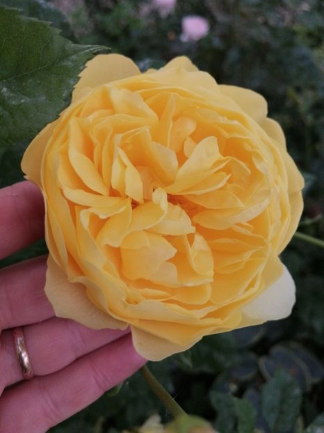  - Trandafirii mei Alain Souchun Pink Lady Ruffles Queen of Sweeden și alții