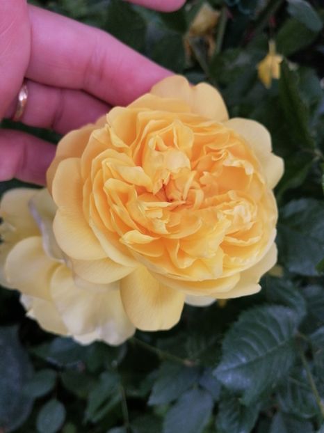  - Trandafirii mei Alain Souchun Pink Lady Ruffles Queen of Sweeden și alții
