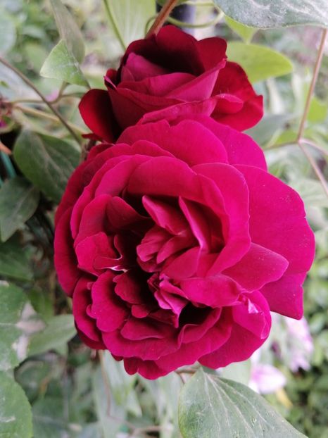  - Trandafirii mei Alain Souchun Pink Lady Ruffles Queen of Sweeden și alții